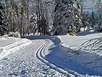 Ski Glide through Winter