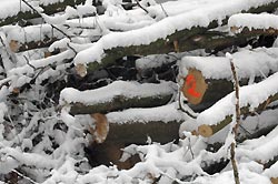 Winter Vacation in Belgium