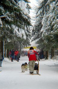 dog sled jpg