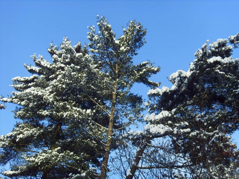 Snow-covered pine trees in winter