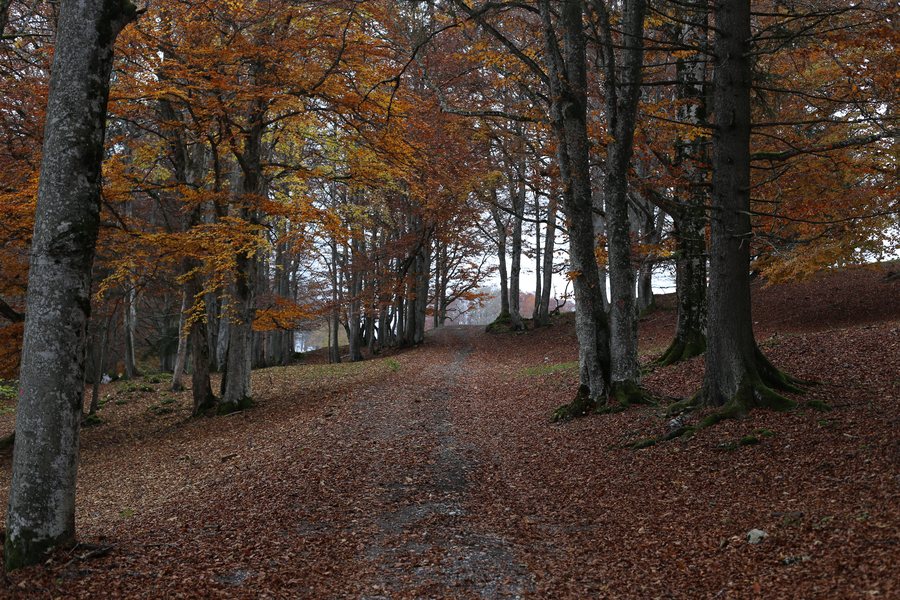 File:Forest near La Tourne Dessus.jpg
