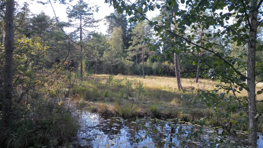 Hinwiler Ried 2
