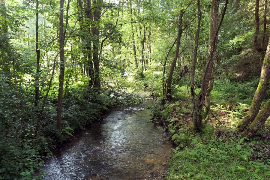 File:NSG Finkenbachtal bei Finkenbach 2023a.JPG