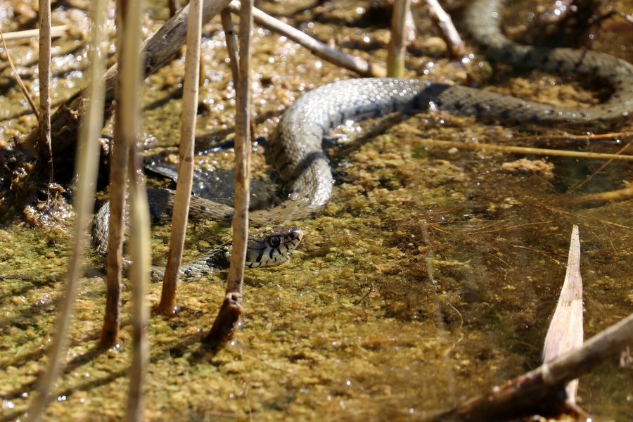 File:Natrix helvetica, Arlay, Jura, Franche-Comté, France 1.jpg