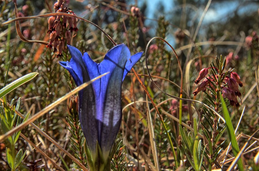 Enzianblüte im Naturschutzgebiet Isarauen zwischen Geretsried und Ascholding