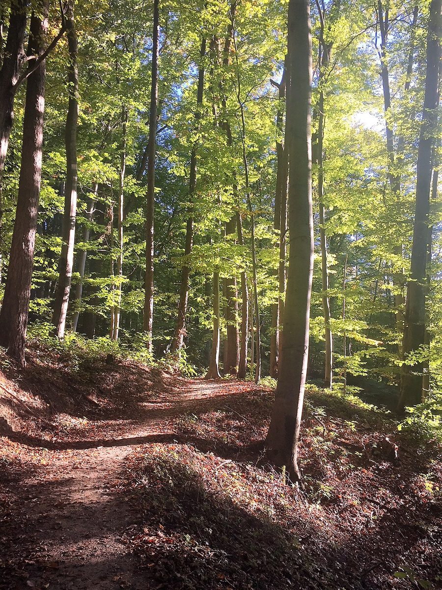 Erlebnisweg sebastian RELOADED® durch den Wald bei Laßnitzhöhe