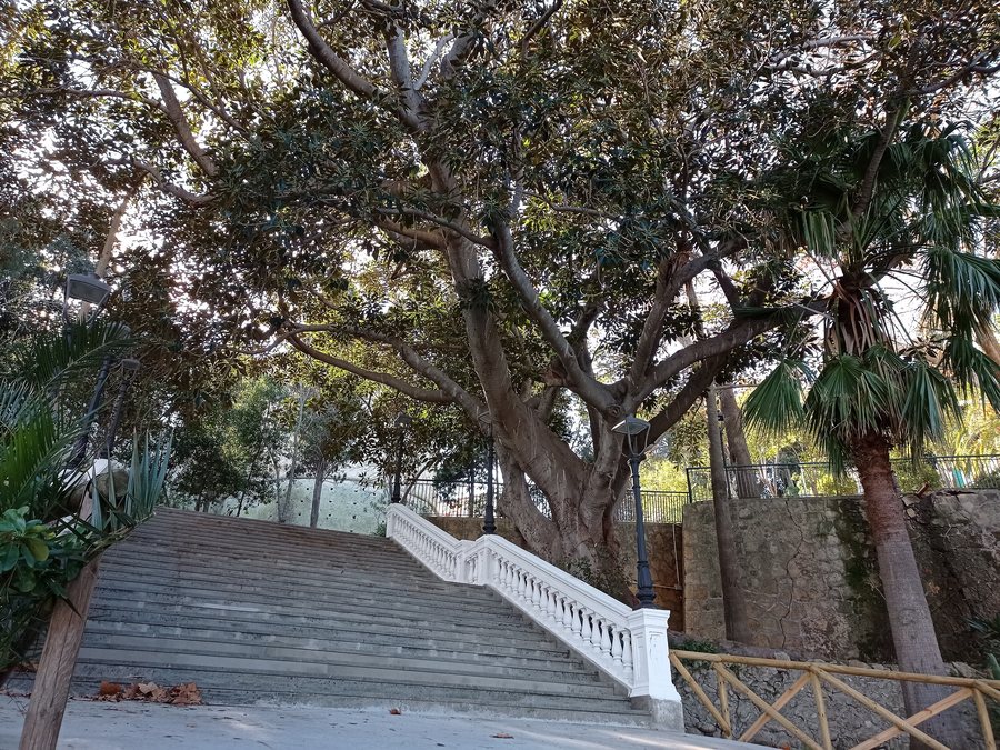 File:Ficus Macrophilla, Crotone.jpg