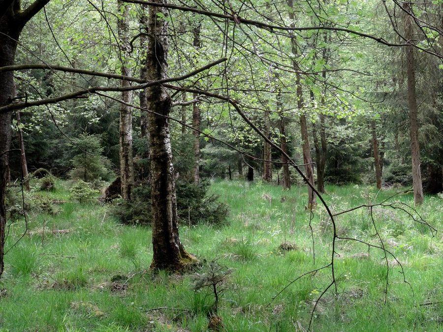Naturpark Arnsberger Wald im nördlichen Stadtgebiet von Meschede