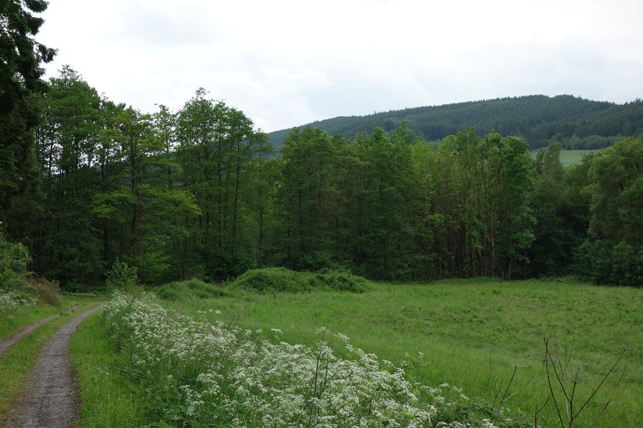 File:Naturschutzgebiet Erlenwald südlich Frenkhausen.JPG