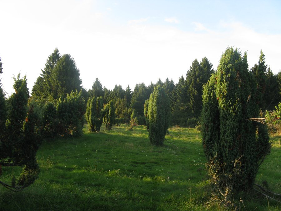 File:Wacholderheide Westernohe.JPG