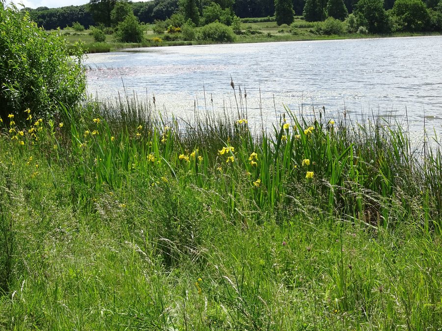 File:Rodder Maar im Frühjahr 2022.jpg