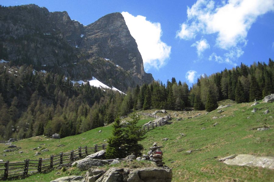 Alpine mountain scenery with fir trees, rocks and a wooden fence in the 3 Zinnen Dolomites