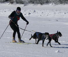 Skijoring