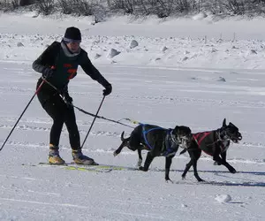 Skijoring